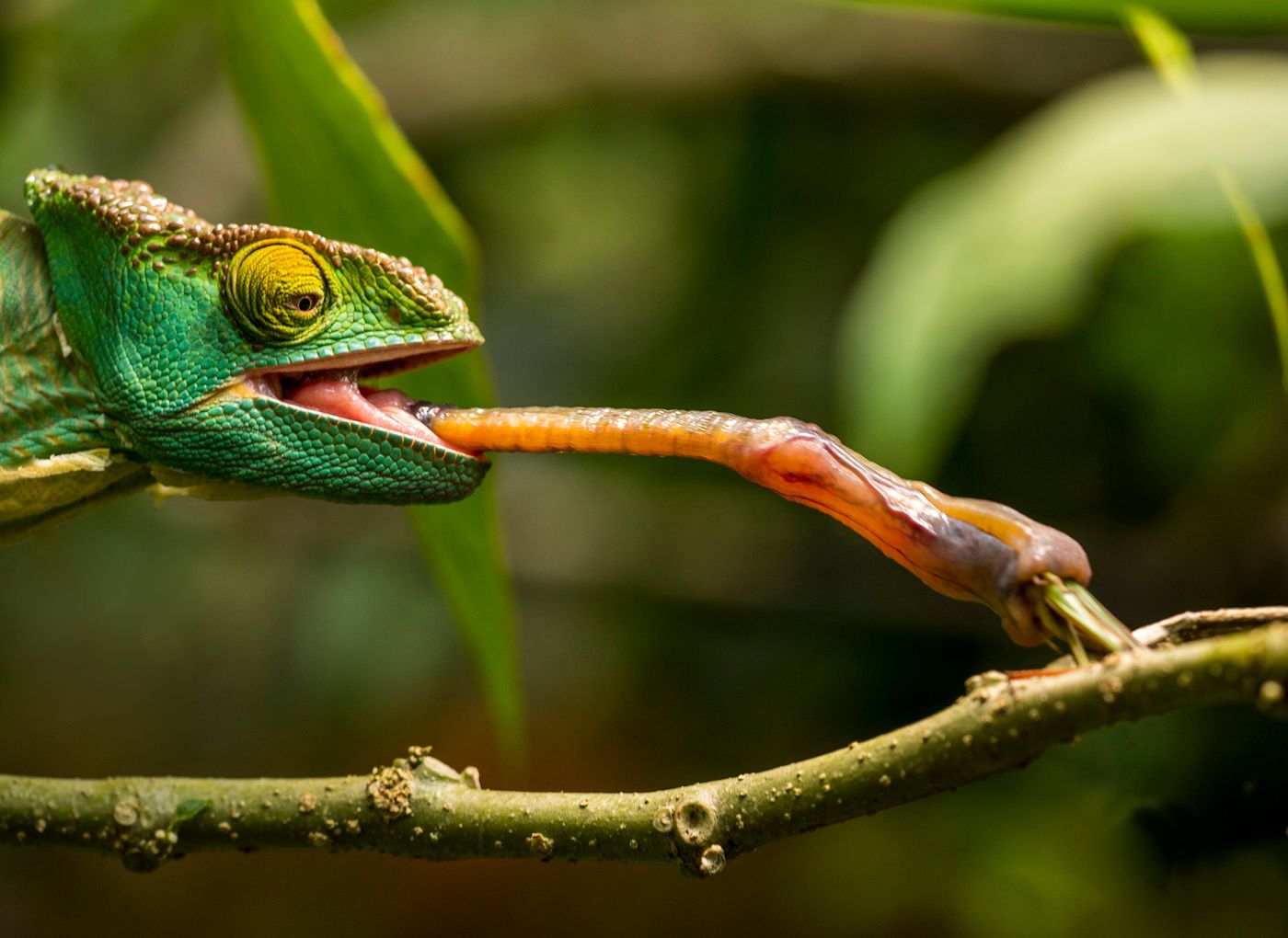 Chameleons don't have manners; they just fling their tongues to capture prey.