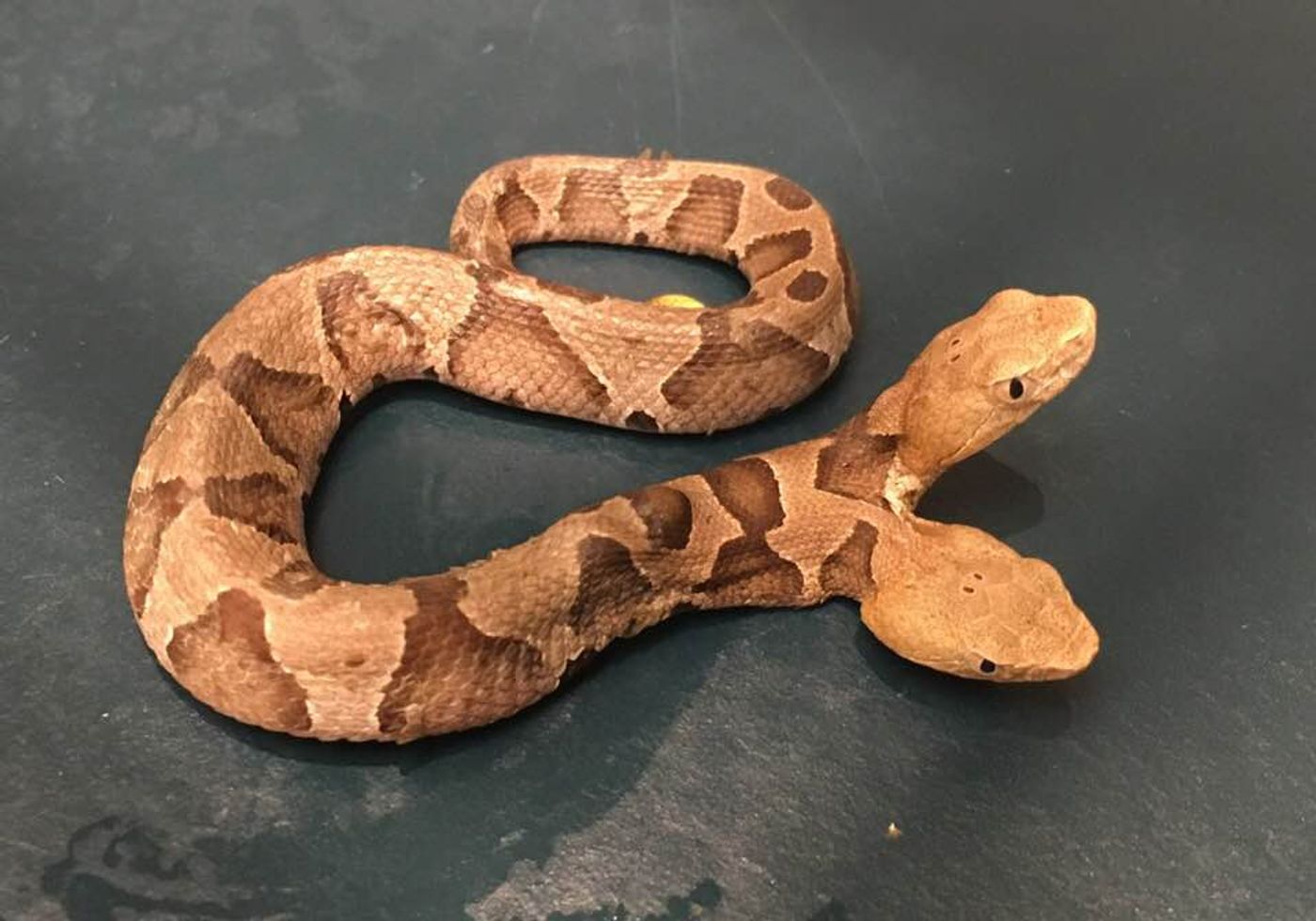 The two-headed snake after being removed from the garden by professionals.