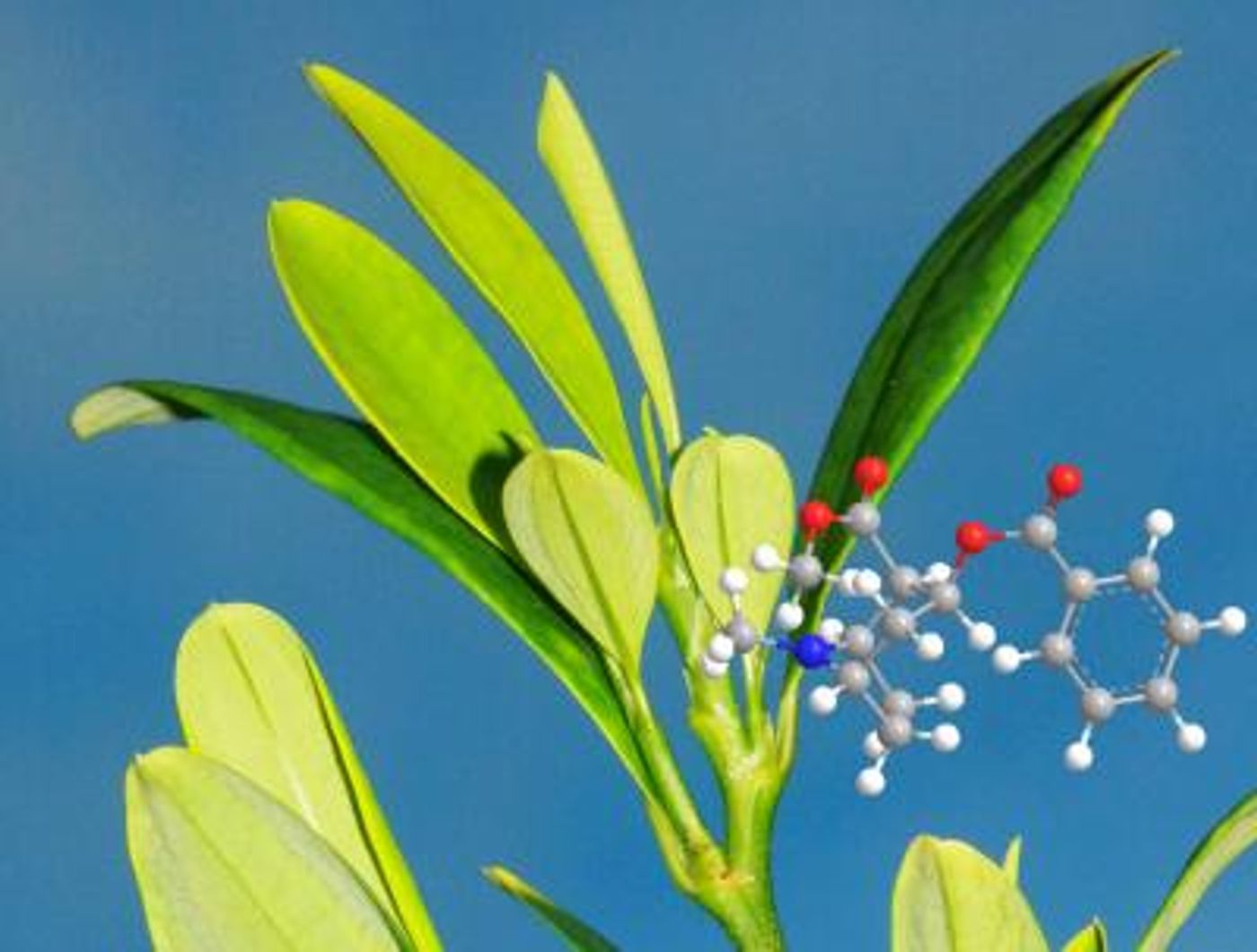 This is the coca plant (Erythroxylum coca) and the molecular structure of cocaine (grey: carbon, blue: nitrogen, red: oxygen, white: hydrogen). / Credit: Max Planck Institute for Chemical Ecology/ D'Auria, Jirschitzka