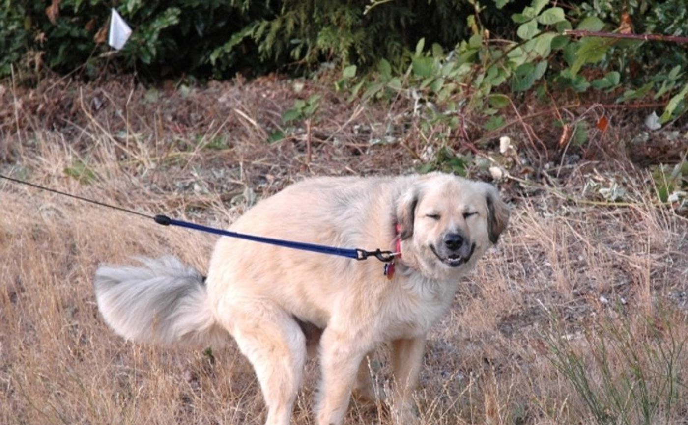 Despite the dog's priceless face in this photo mid-defecation, 12 seconds was probably the magic number in terms of how long it took.