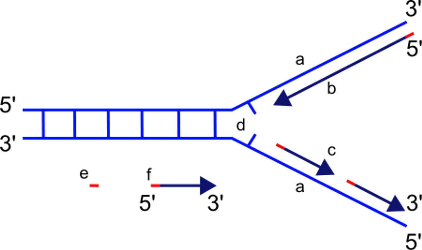 DNA replication fork structure