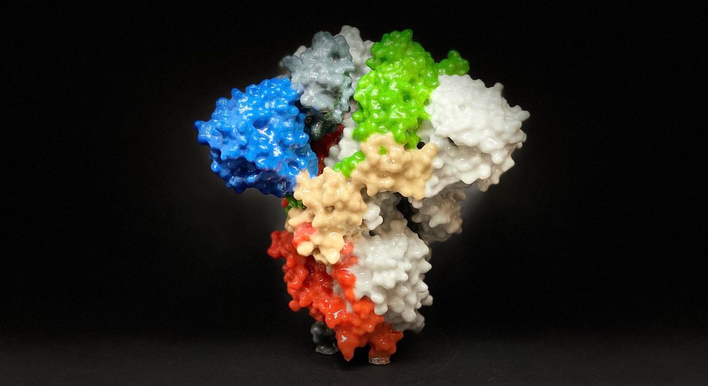 3D print of a spike protein on the surface of SARS-CoV-2-also known as 2019-nCoV, the virus that causes COVID-19. Spike proteins cover the surface of SARS-CoV-2 and enable the virus to enter and infect human cells. For more information, visit the NIH 3D Print Exchange at 3dprint.nih.gov. Credit: NIH