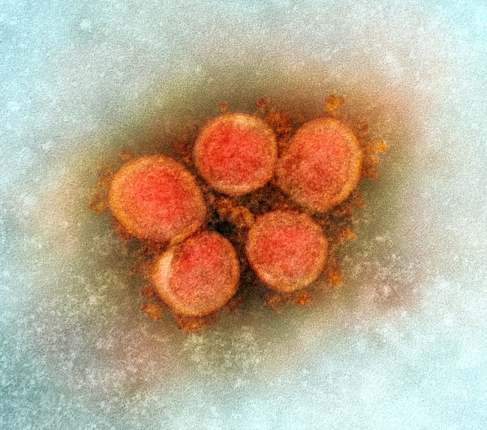SARS-COV-2病毒颗粒的透射电子显微照片（英国B.1.1.7变体），从患者样品中分离出来，并在细胞培养中培养。在马里兰州迪特里克堡的NIAID综合研究机构（IRF）中捕获的图像。/信用：尼亚德