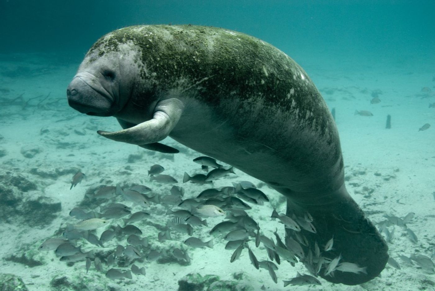 Manatee numbers off the coast of Florida are growing.