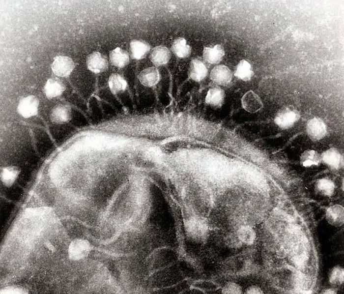 Transmission electron micrograph of multiple bacteriophages attached to a bacterial cell wall; the magnification is approximately 200,000./ Credit:Dr Graham Beards