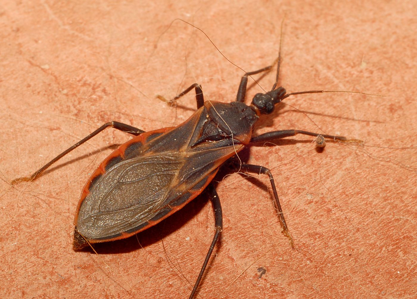 Triatomine Bugs, or "Kissing bugs". Credit: Glenn Seplak 