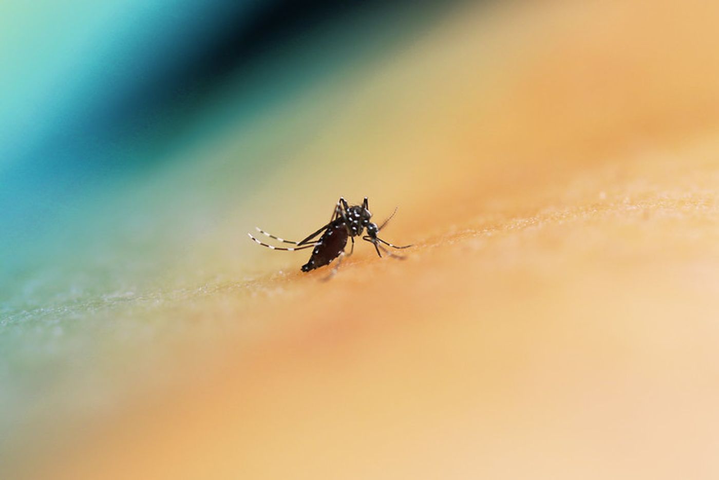 Colorized image of an Aedes mosquito. This species can transmit multiple diseases. Credit: NIAID