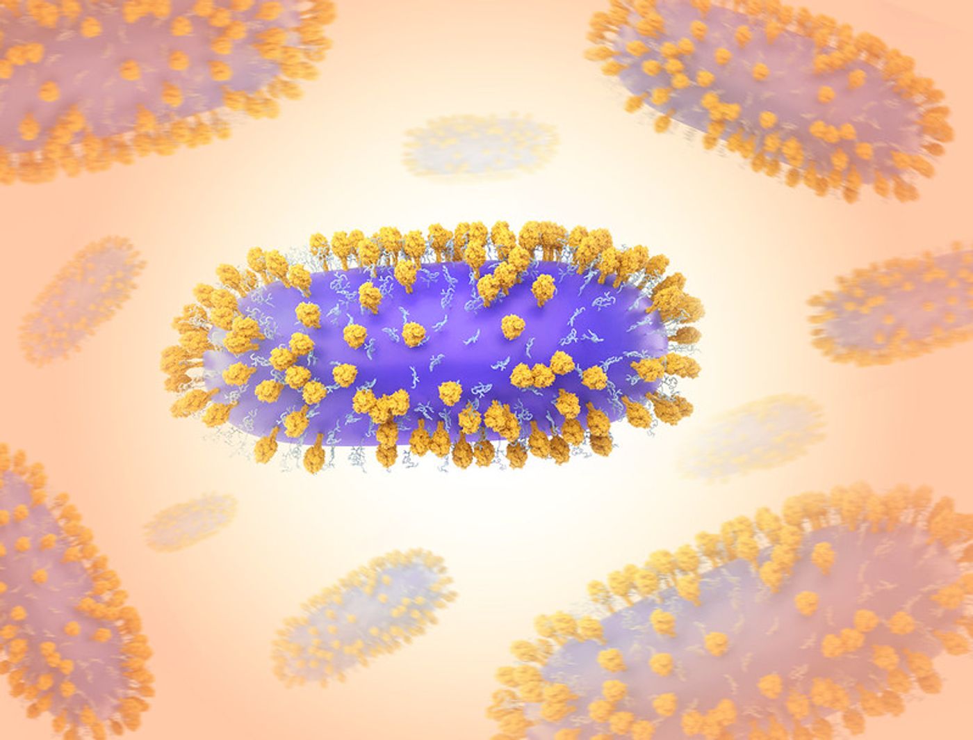 3D renderings of respiratory syncytial virus (RSV)-a common contagious virus that infects the human respiratory tract (the viral envelope is purple, G- glycoproteins are light blue, and F-glycoproteins are orange). F-glycoproteins allow the virus to fuse with and infect human cells. / Credit: NIAID 