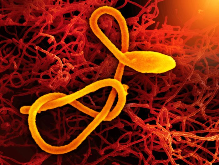 Creative artwork featuring a scanning electron micrograph of a single filamentous Ebola virus particle (colorized yellow and orange) in the foreground, and a second scanning electron micrograph of filamentous Ebola virus particles (red) budding from a chronically infected VERO E6 cells in the background. Both images (colorized in Halloween-appropriate colors) were captured at the NIAID Integrated Research Facility in Ft. Detrick, Maryland. / Credit: NIAID 
