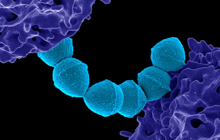 Colorized scanning electron micrograph of Group A Streptococcus (Streptococcus pyogenes) bacteria (blue) and a human neutrophil (purple). Credit: NIAID