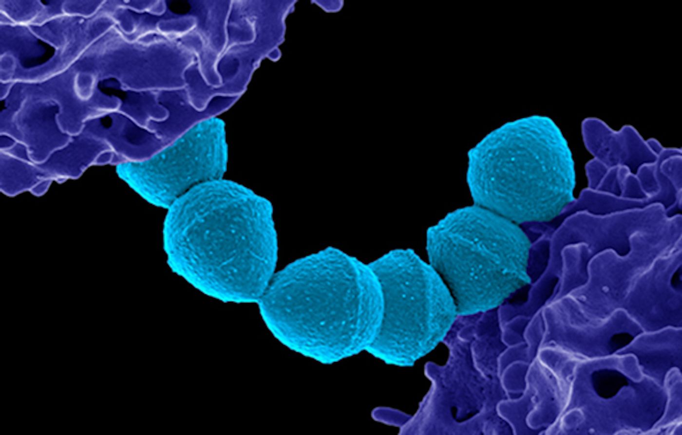 Colorized scanning electron micrograph of Group A Streptococcus (Streptococcus pyogenes) bacteria (blue) and a human neutrophil (purple). Credit: NIAID
