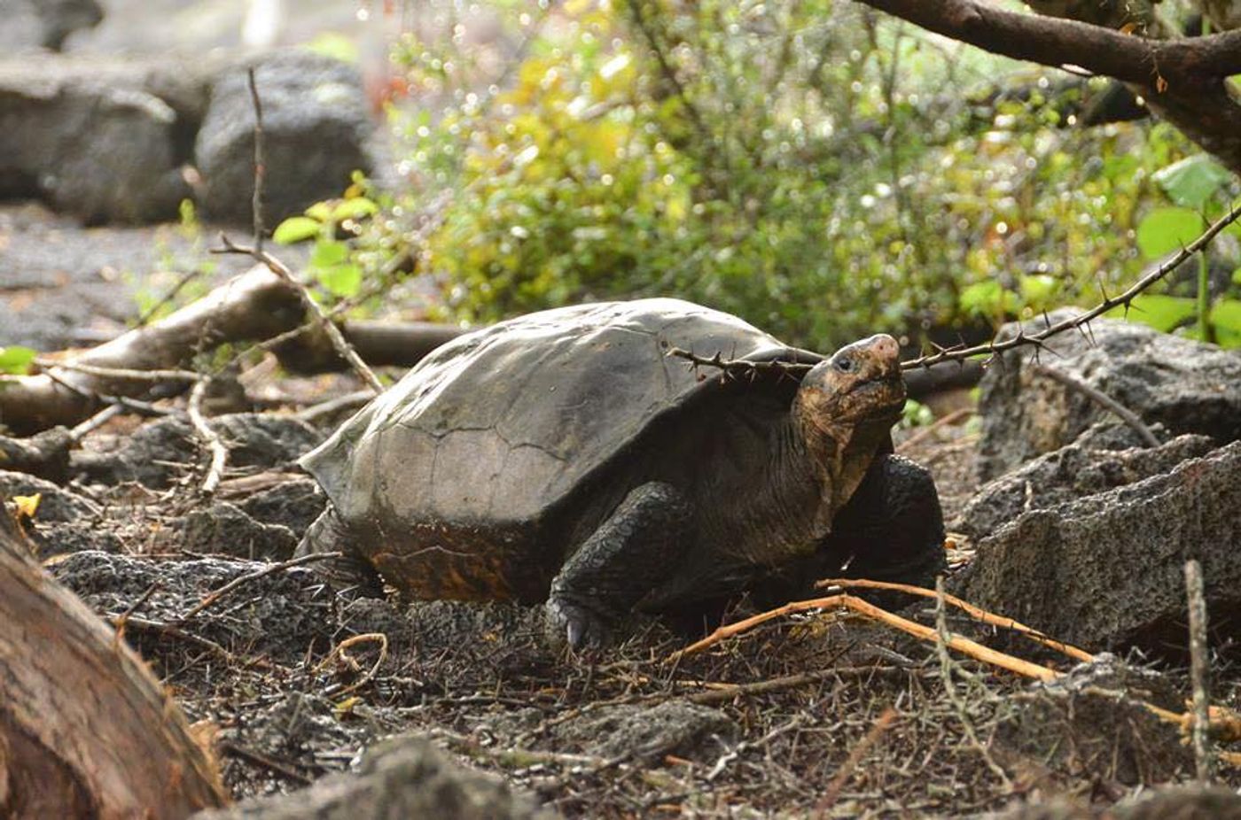 The Fernandina Giant Tortoise.