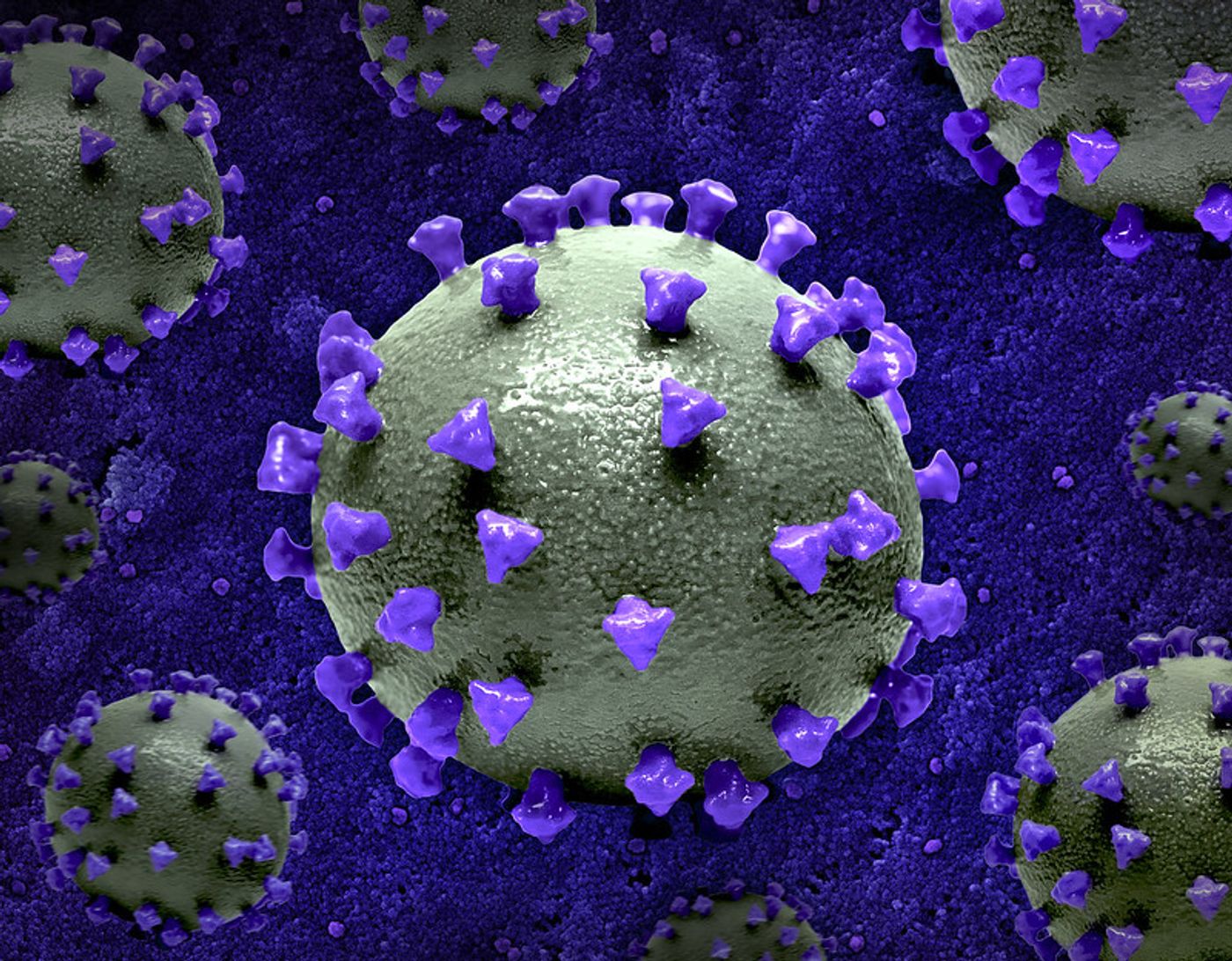 Layout featuring multiple 3D prints of a SARS-CoV-2 virus particle (gray viral surface with purple spike proteins) against a background image that is a colorized scanning electron micrograph of a VERO E6 cell (dark blue) infected with the Omicron strain of SARS-CoV-2 virus particles (purple), isolated from a patient sample. 3D print is courtesy of the NIH 3D Print Exchange (3dprint.nih.gov); micrograph captured at the NIAID Integrated Research Facility (IRF) in Fort Detrick, Maryland. Note: not to scale. Credit: NIAID