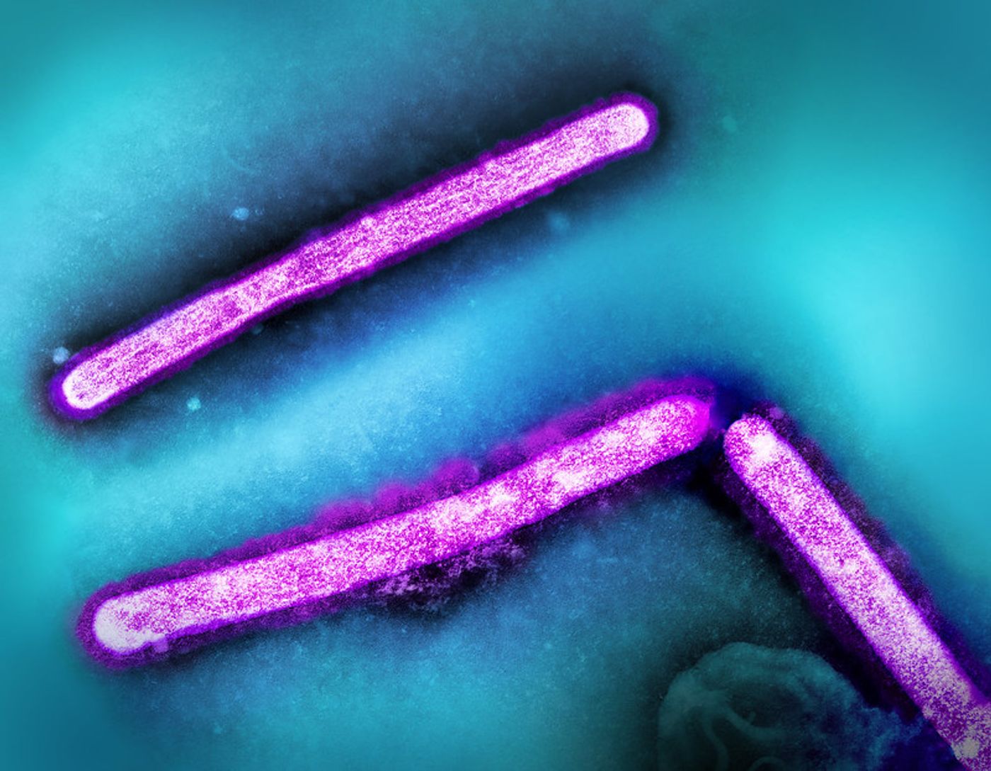 Three influenza A (H5N1/bird flu) virus particles (rod-shaped; pink). Note: Layout incorporates two CDC transmission electron micrographs that have been repositioned and colorized by NIAID. Scale has been modified. Credit: CDC and NIAID