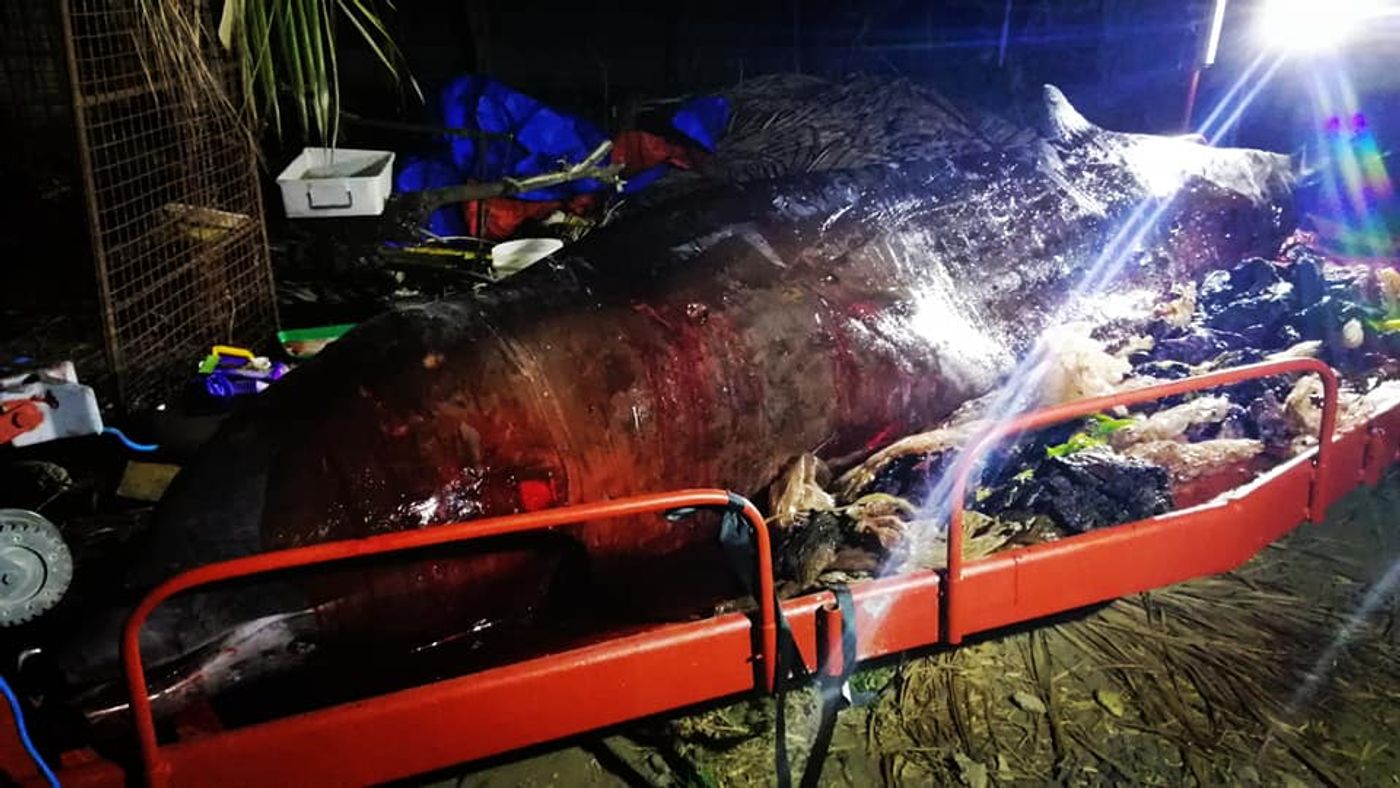 Piles of plastic sit beside a deceased whale following a necropsy.