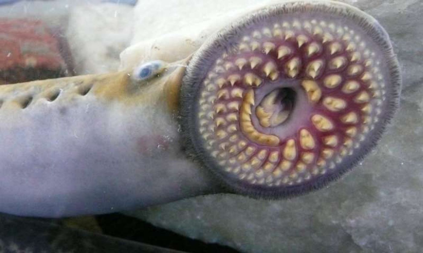 A lamprey, in all its glory. Photo: Phys.org