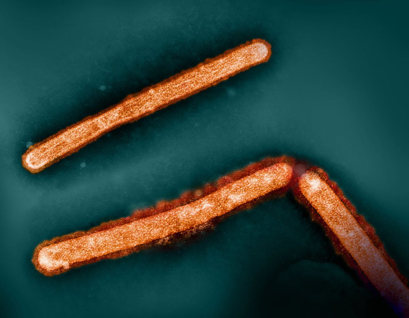 Three influenza A (H5N1/bird flu) virus particles (rod-shaped; orange). Note: Layout incorporates two CDC transmission electron micrographs that have been repositioned and colorized by NIAID. Scale has been modified. Credit: CDC and NIAID