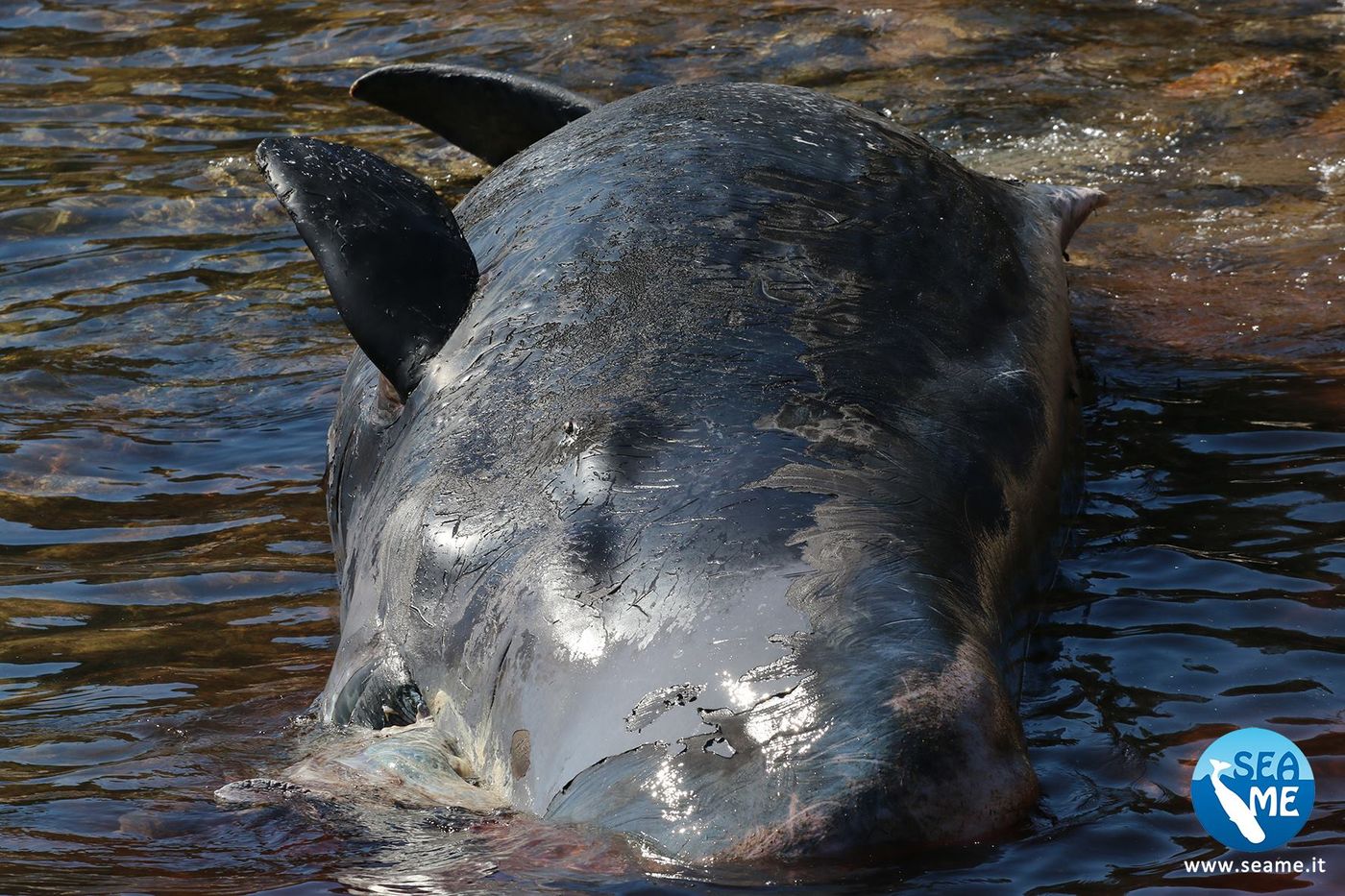 The deceased sperm whale that washed up in Sardinia this week.