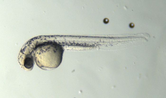 A zebrafish embryo / Credit: C Leitch