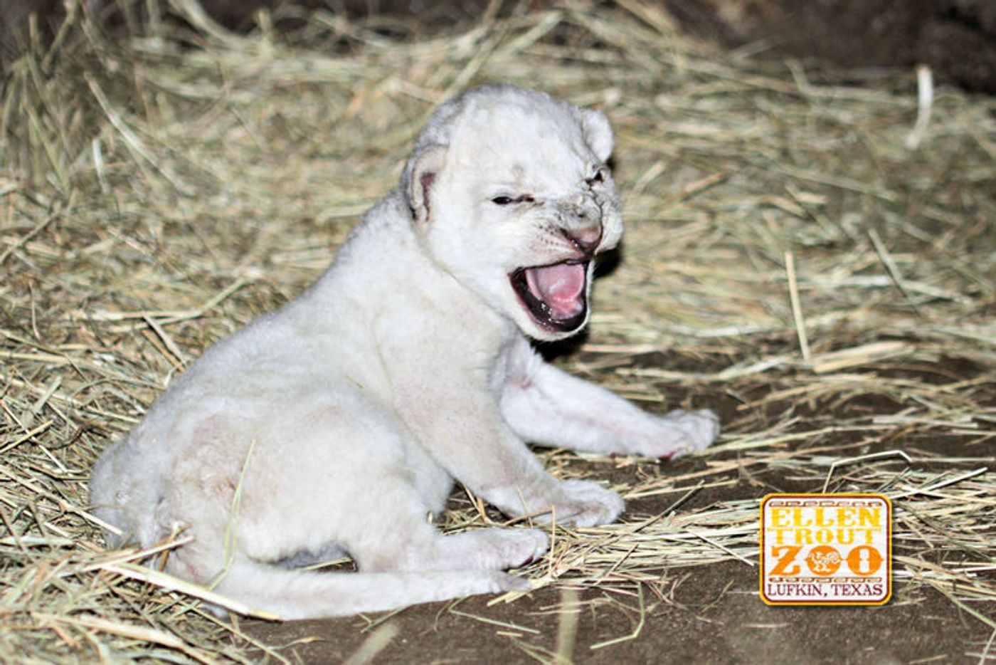 An ultra-rare white African lion was born at Ellen Trout Zoo in Lufkin, Texas.