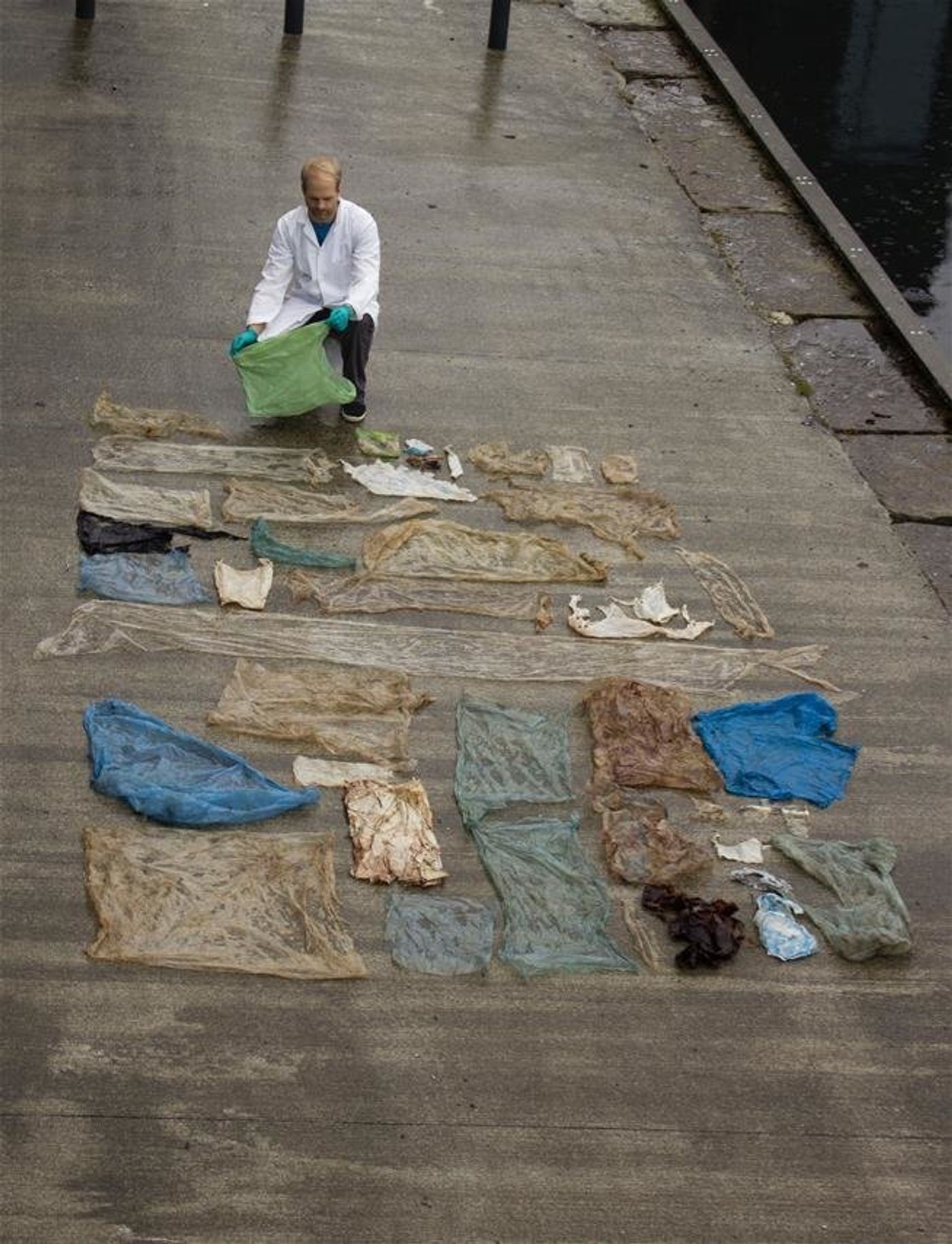 The numerous plastic bags that were pulled from the euthanized whale's stomach.