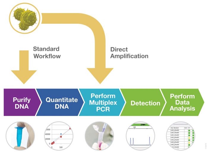 Cell Line Authentication Using STR Analysis Clinical And Molecular Dx