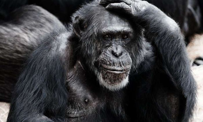 Chimpanzees both understand and know how to convey distance, a new study has found.