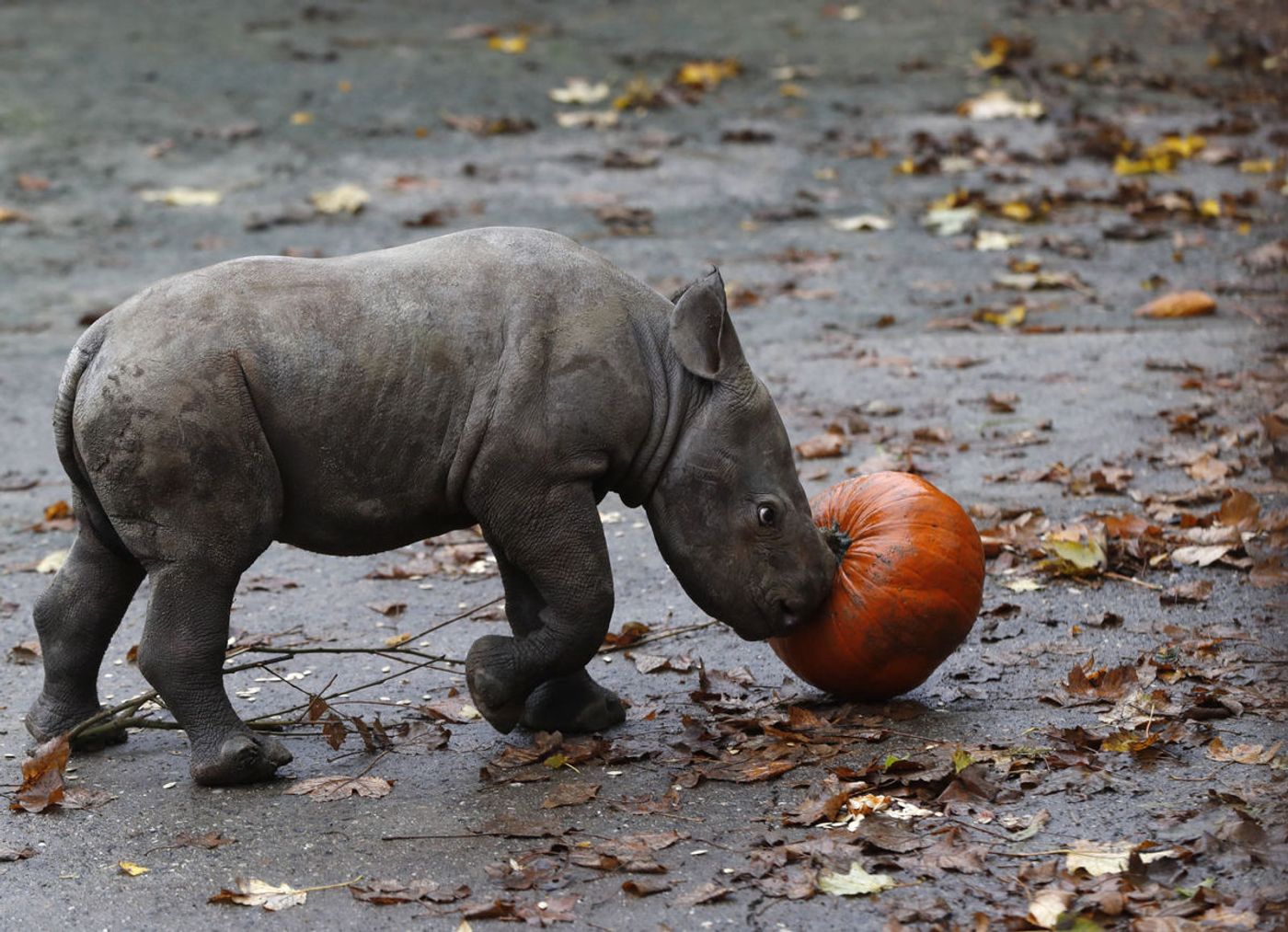 Meet the baby Eastern black rhino calf that just landed at a Czech zoo.