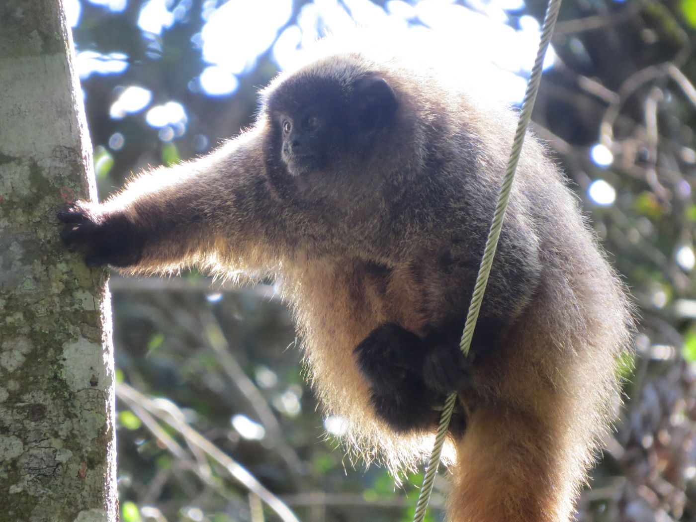 A male Titi monkey.