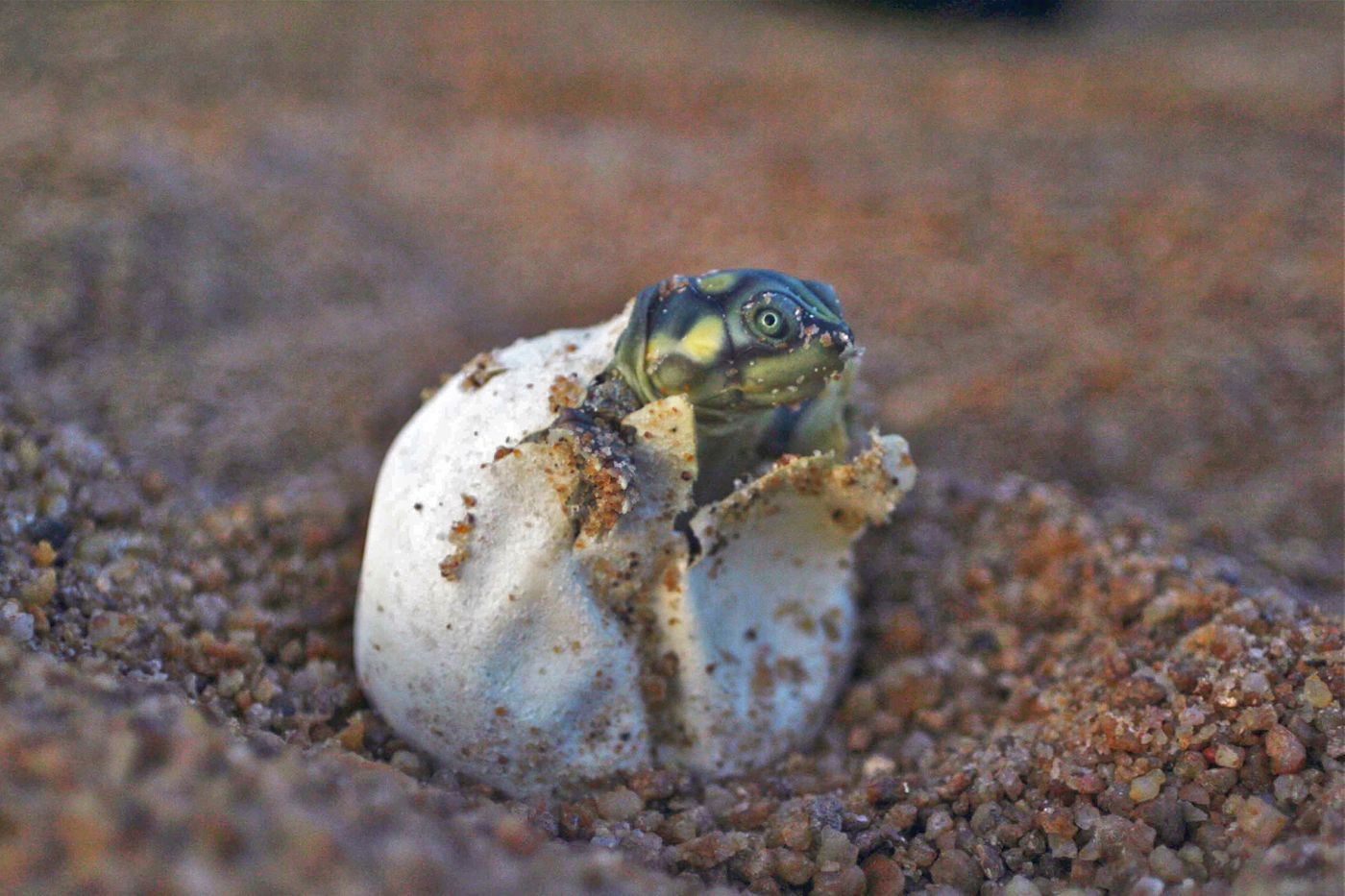 Giant South American Turtle hatchlings are making a comeback thanks to local conservation efforts.