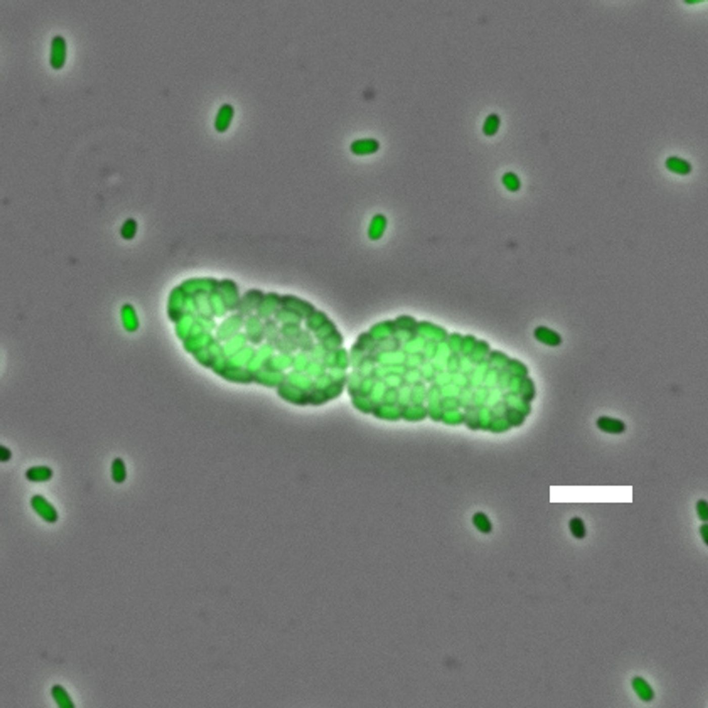 Symplasmata surrounded by free-living cells