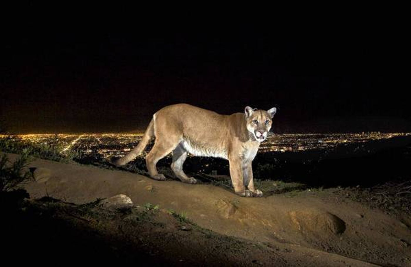 P-22, a mountain lion well-known around the Griffith Park area, is thought to be behind the vicious mauling. 