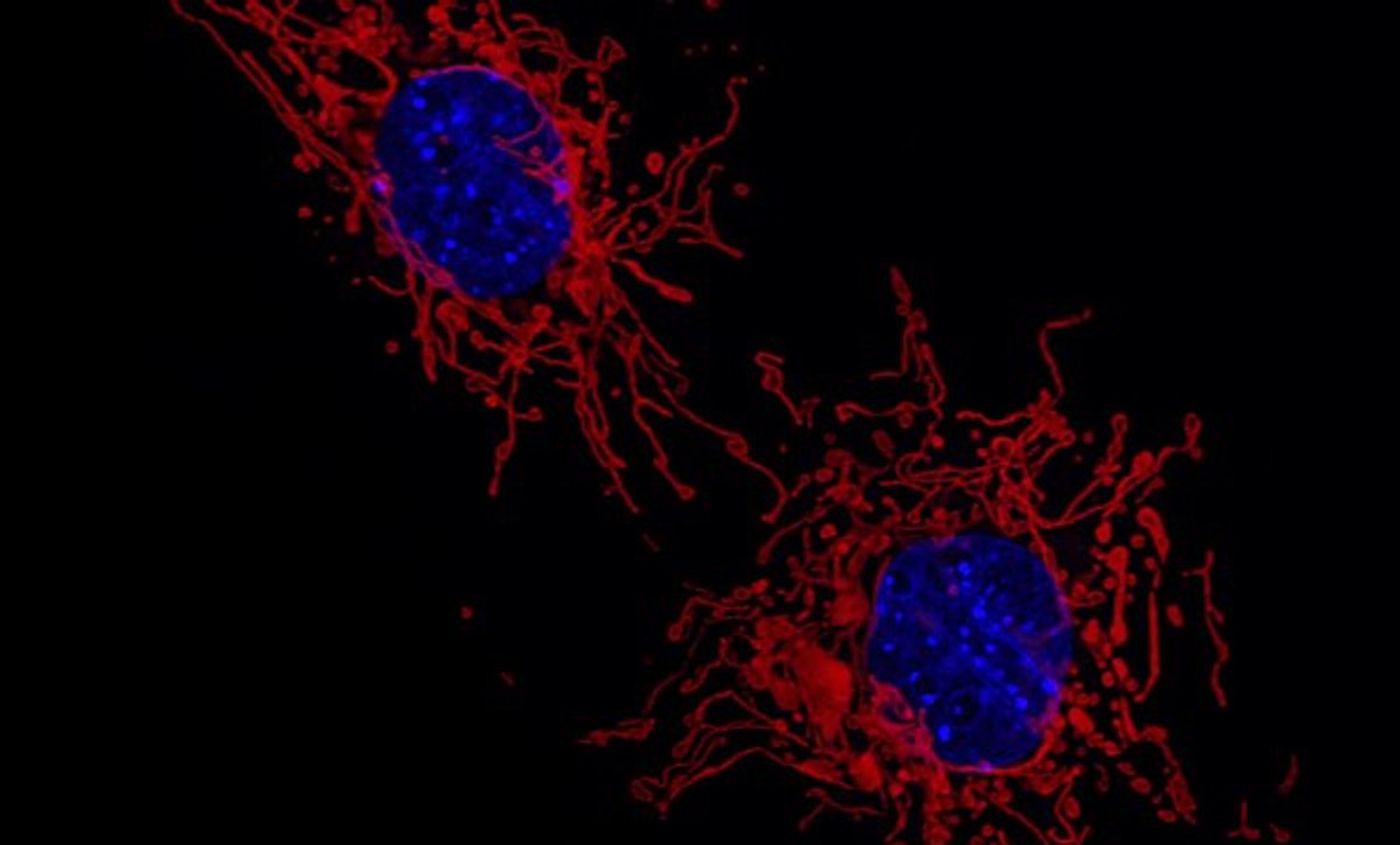 Fluorescent microscopy image of the mitochondria (red) and cell nucleus (blue) of two MEF cells. / Adapted from an image by: Institute of Molecular Medicine I, University of Düsseldorf
