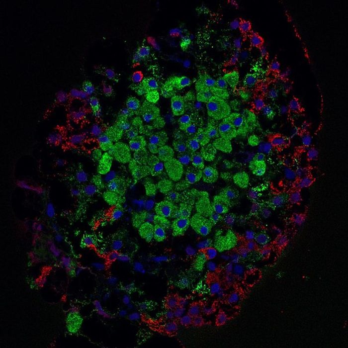 Islet of Langerhans isolated from rat pancreas. Laser scanning confocal microscope image. 63x - Nuclei are blue, Insulin marks beta cells in green, and Glucagon markers alpha cells in red / Credit: Wikimedia Commons / Masur
