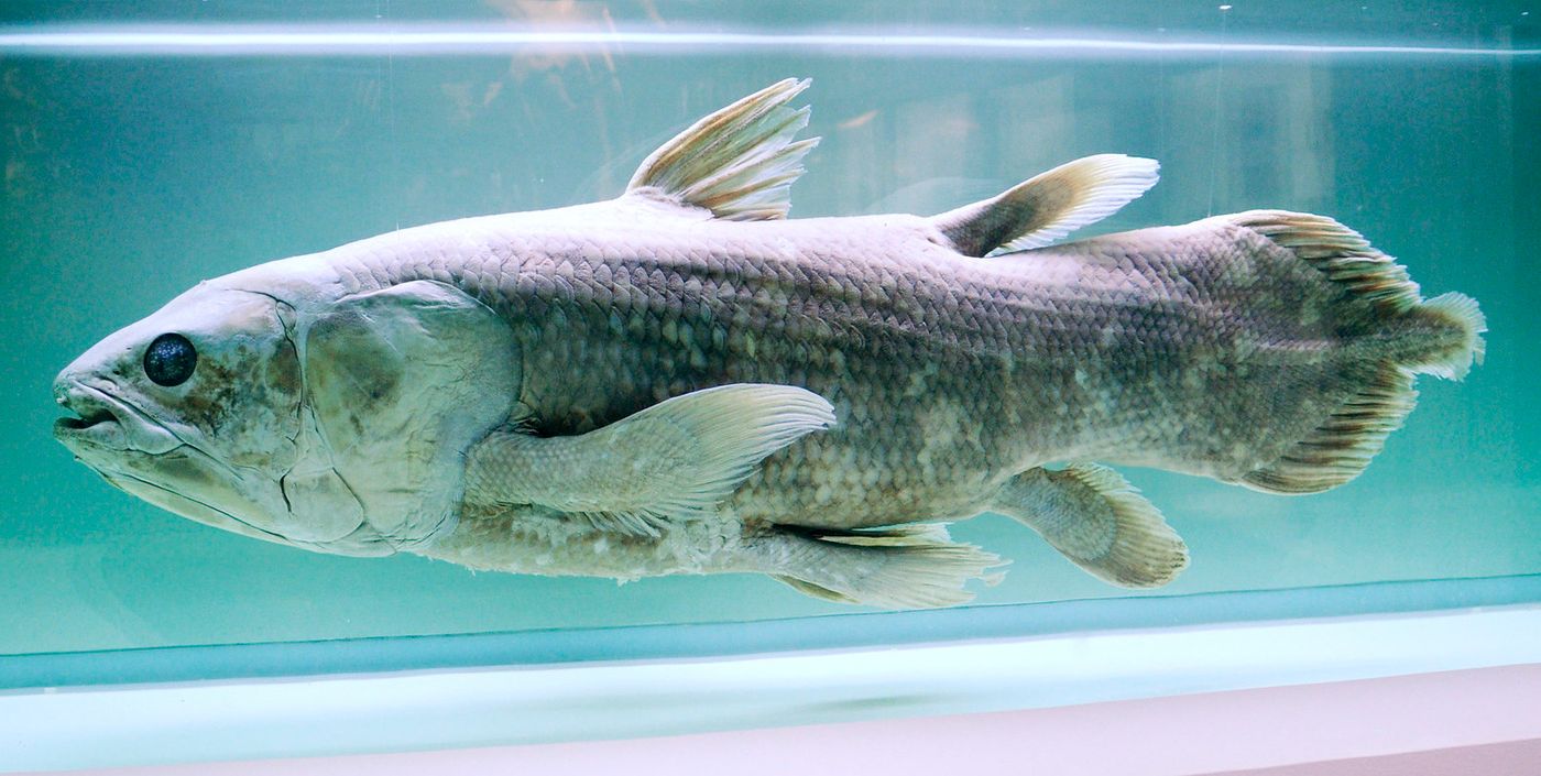 Coelacanth specimen / Image credit: cropped from Flickr -  smerikal
