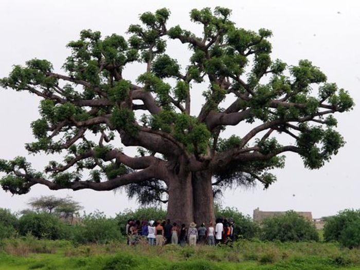 African Baobab trees can grow to be enormous.