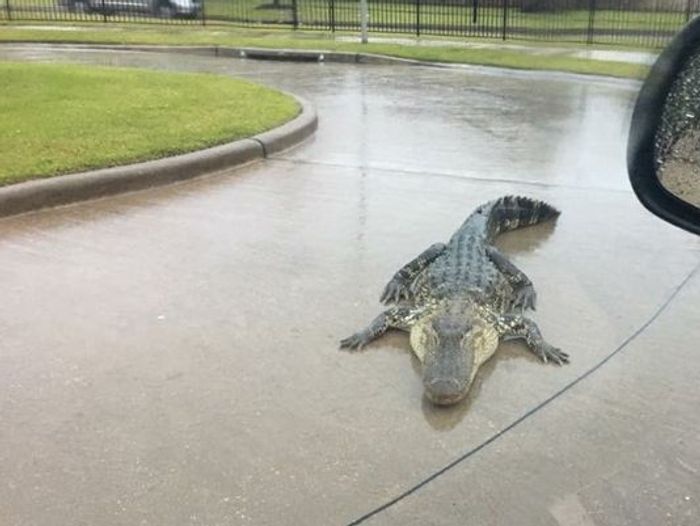 This image of an alligator was snapped by the Fort Bend County Sheriff's Office amid flooding in Texas.