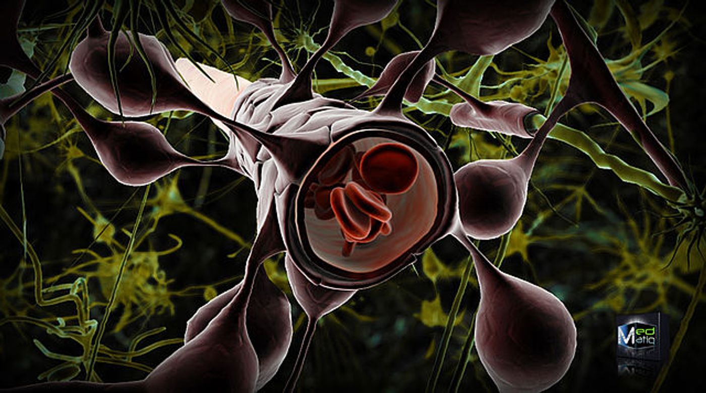 Astrocytes surrounding a brain vessel