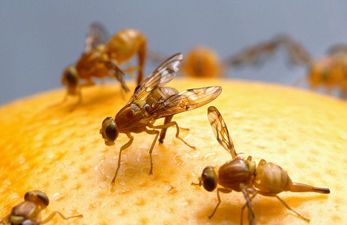 Fruit flies are proving helpful in epilepsy research