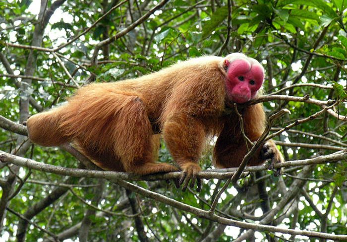 Buitengewoon Staren Ingenieurs The six weirdest monkeys in the world | Plants And Animals