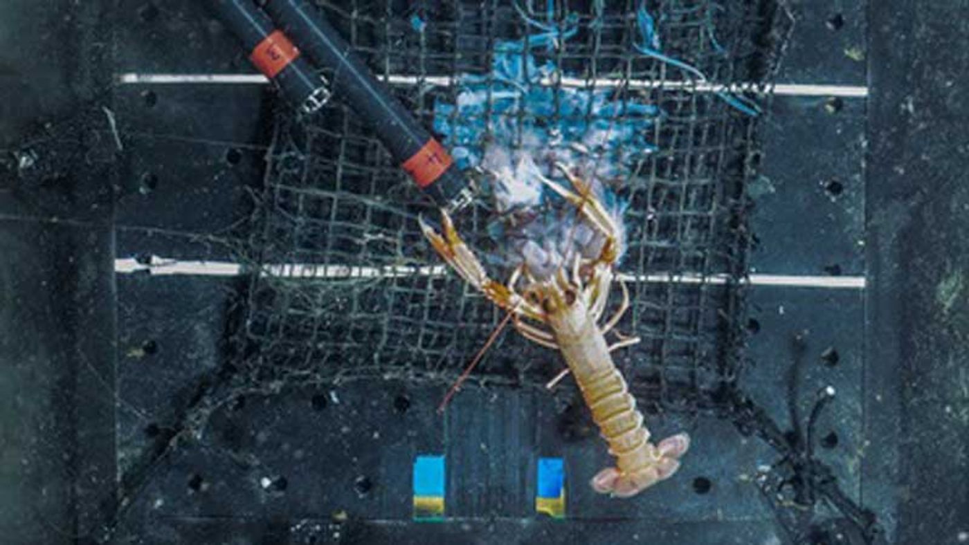A Norway Lobster begins snacking on a helmet jellyfish carcass.