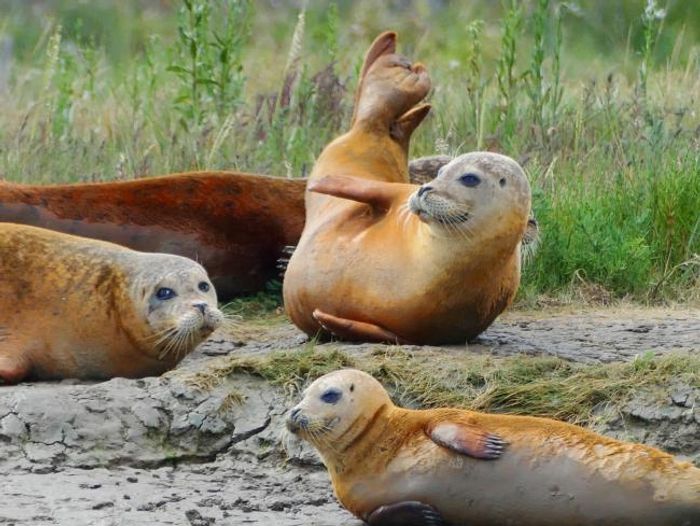 Here's Why These EssexBased Seals Are Orange Plants And Animals