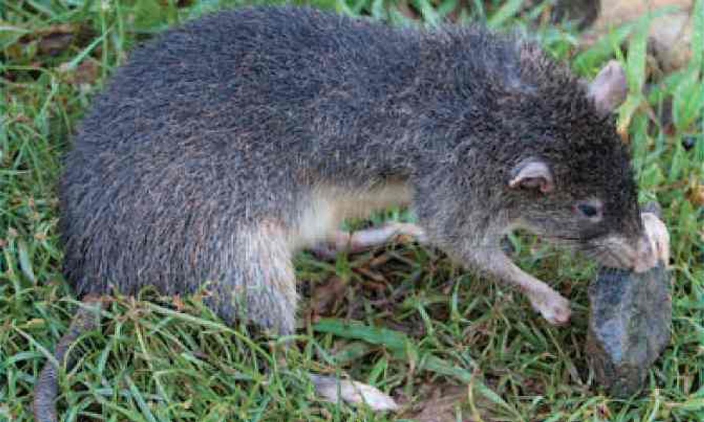 Giant rat discovered on Manus Island.