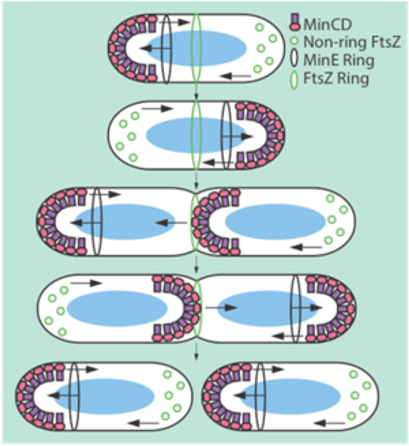 The Min system inhibits FtsZ ring formation.