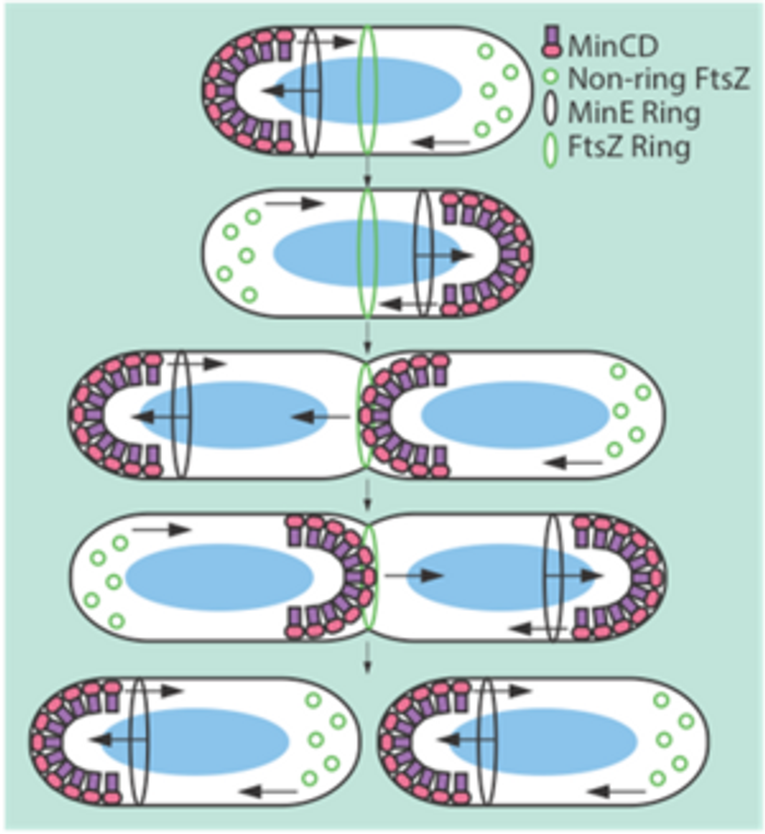 Cell Division Z Marks the Spot Microbiology