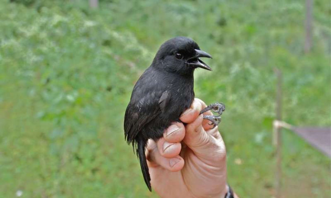 Pictured is the Mountain Sooty Boubou, a close relative of the newfound species.