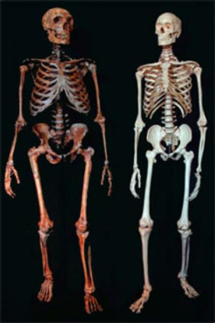 This is a skeleton of a Neanderthal (left) and a modern human (right). / Credit: Ian Tattersall
