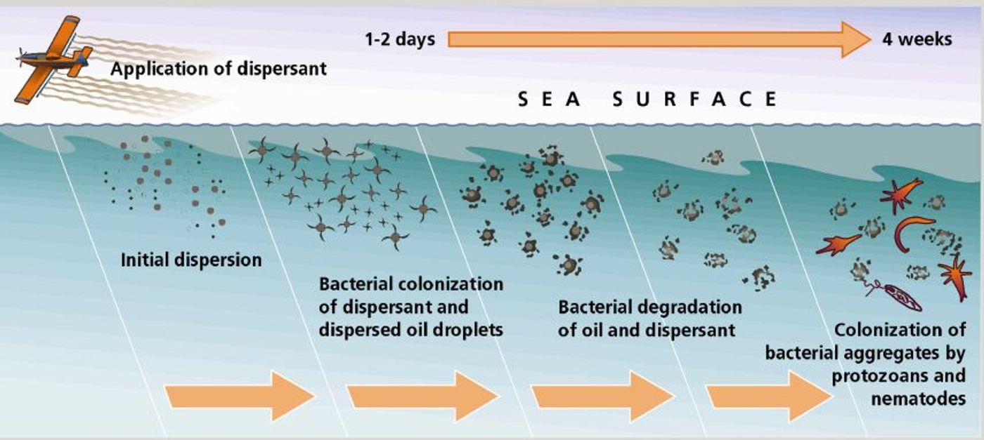 Dispersants are meant to make oil available to microbes.