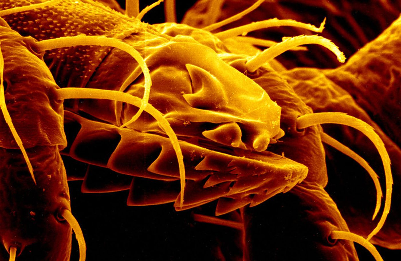 	 NIAID Mouth Parts of an Argas monolakensis Tick  This image shows how the design of the mouth makes ticks generally difficult to remove once they've attached for a blood meal. Credit: NIAID