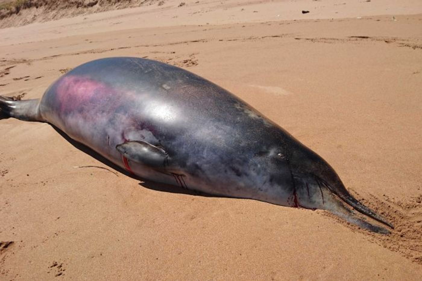 A beached beaked whale in Australia earlier this year has led to an important discovery.